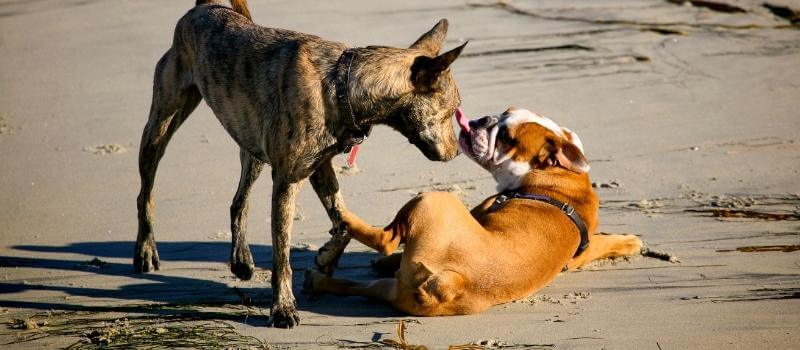 Dominant gedrag bij honden herkennen