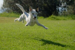 Hoeveel beweging heeft een hond nodig?