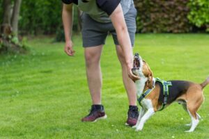 Hond valt uit naar mensen