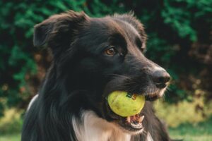 Balspelletjes voor honden: de nadelen