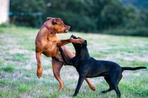 Wanneer is een hond dominant?