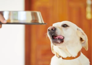 Mijn hond is agressief bij eten
