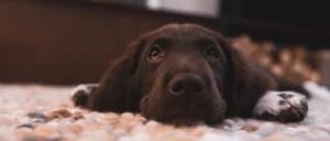 We zeggen 'A' en corrigeren op 'B' met onze honden