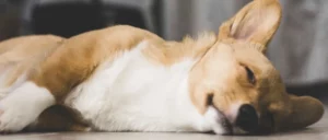 Het belang van het totaalplaatje bij gedragsproblemen bij honden