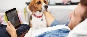 Hoe bereid je de hond voor op alleen thuis zijn?