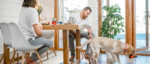 Mijn hond is druk bij bezoek