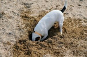 Mijn hond is aan het graven in de tuin