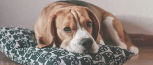 De hond in quarantaine: hoe bedoel je?