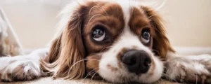 Mijn hond is burn-out, kan dat?