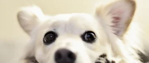 Mijn hond is jaloers: wat kan ik hier aan doen?