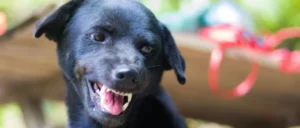 Mijn hond wil niet aangeraakt worden