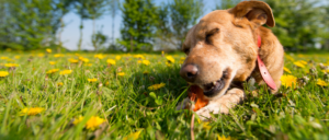 Is kauwen belangrijk voor een hond?