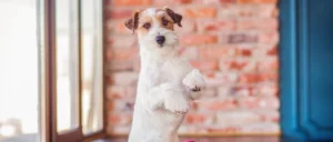 Mijn hond pakt zijn rust niet: wat nu?