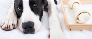 Mijn hond wil zijn eten niet