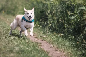 Opwinding bij honden: hoe ga je hier mee om?