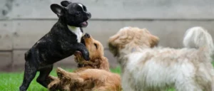 Spelen met andere honden: hoe pak je dit handig aan?