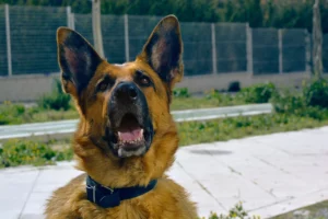 Waarom blaffen honden?