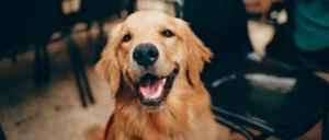 Waarom vertoond mijn hond dit gedrag?