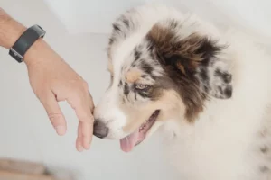 Hoe moet je een hond begroeten?