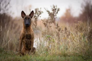 Hondenrassen: Hollandse herder