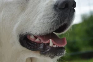Mijn hond hapt naar mensen