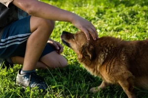 Hoe leer ik mijn hond dat hij geaaid kan worden door andere mensen?