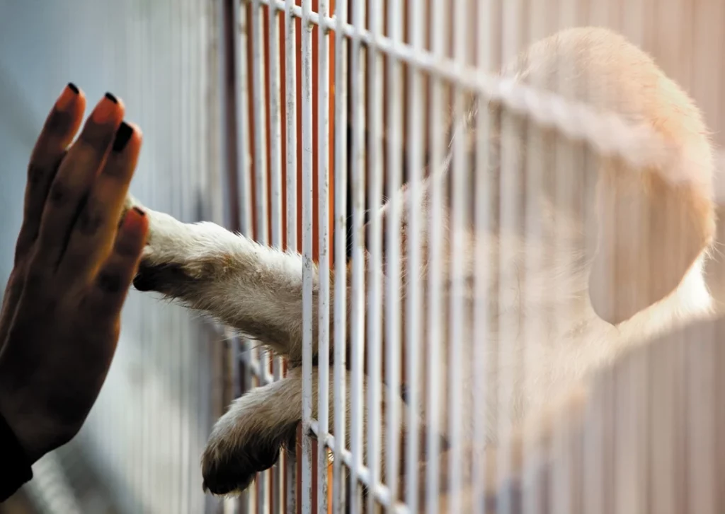 Hond uit het asiel adopteren