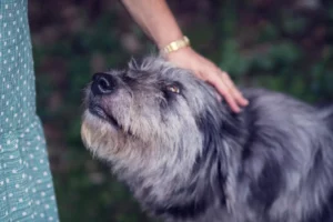 Mijn hond wil niet geaaid worden door vreemden