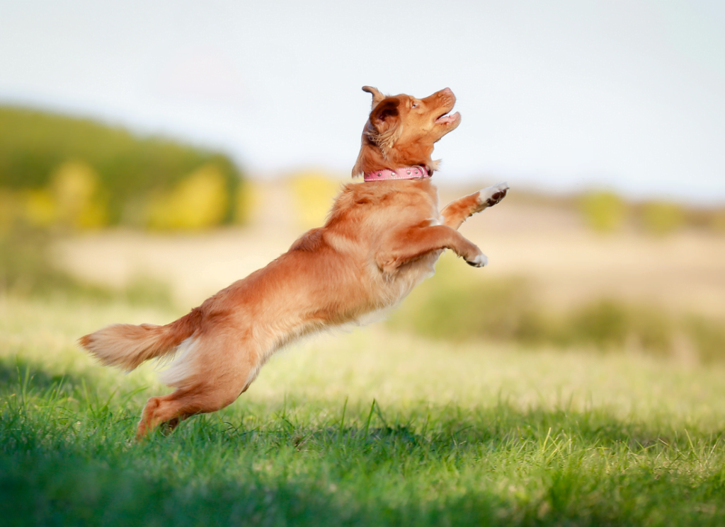 Hondenrassen: Nova Scotia Duck Tolling Retriever