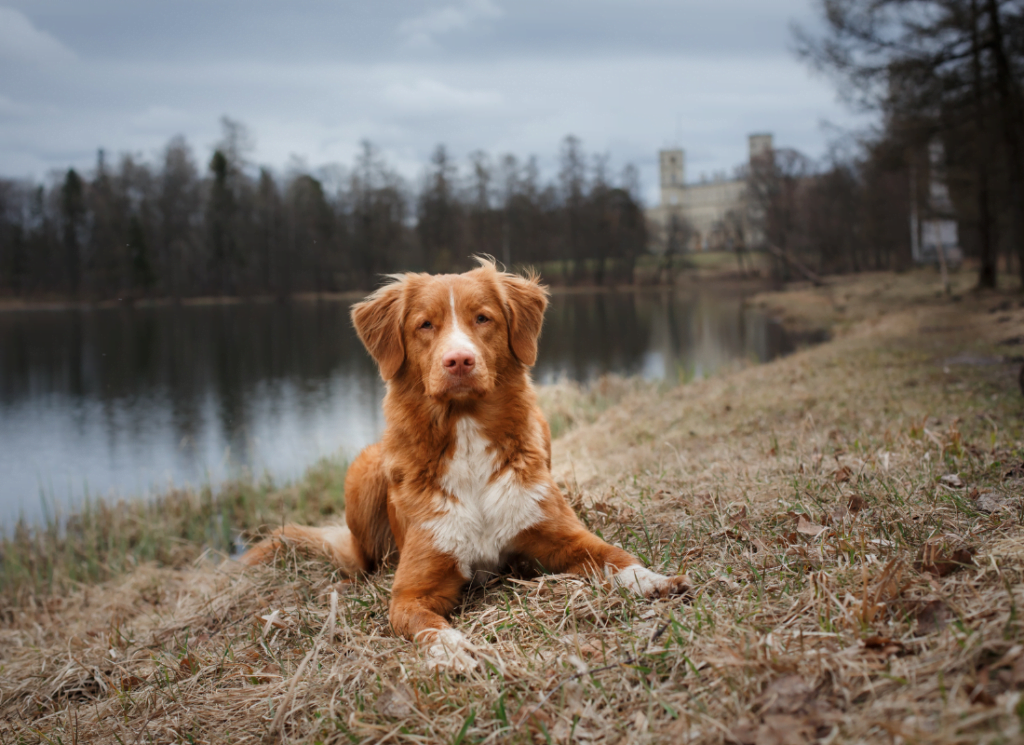 Hondenrassen: Nova Scotia Duck Tolling Retriever