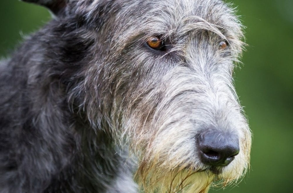 Hondenrassen: Ierse Wolfshond