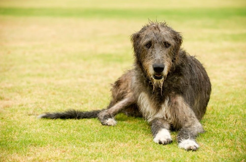 Hondenrassen: Ierse Wolfshond