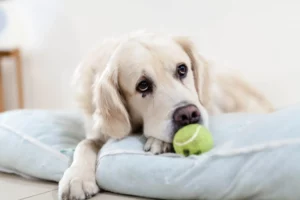 Impulscontrole bij honden