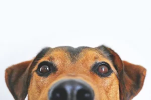 Mijn hond eet poep, waarom eten ze poep?