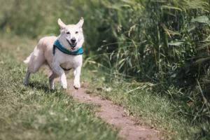 Mijn hond is hyperactief