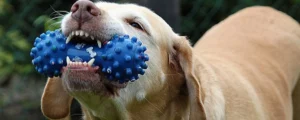 Mijn hond is onderpikkeld