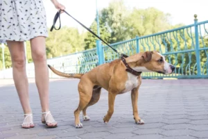 Mijn hond trekt aan de lijn
