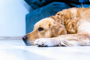 Mijn hond heeft verlatingsangst