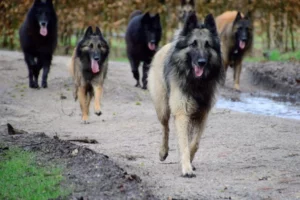 Verschil tussen leiderschap en dominantie