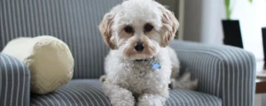 Welke verwachtingen heb jij van je hond?