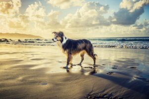 Welke methode moet ik kiezen voor mijn hond?