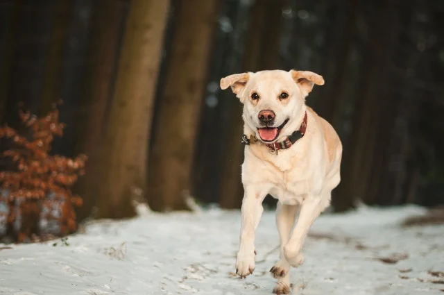 Heb jij een ADHD hond of hyperactieve hond?