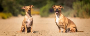 Waarom gedrag van je hond niet alles over de identiteit van je hond zegt