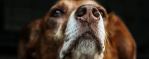 8 homeopathische middelen voor vuurwerkangst bij honden