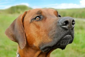 Mijn hond blaft naar andere honden aan de riem