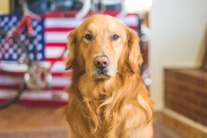 Mijn hond blijft mij aankijken