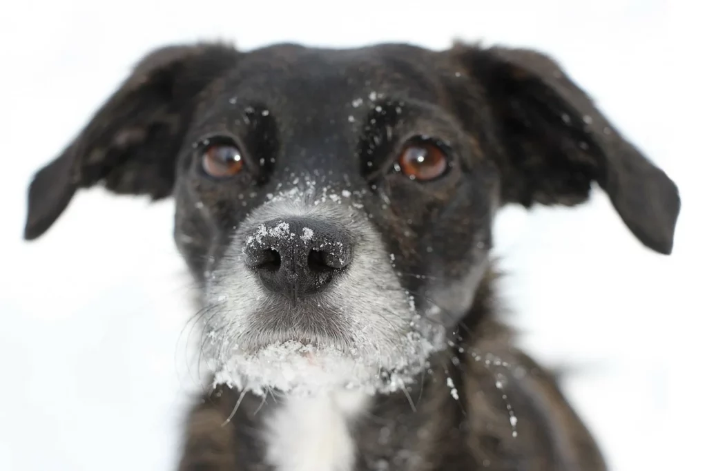 Kan een hond omgaan met de kou?