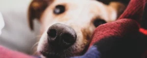 Mijn hond is heel aanhankelijk