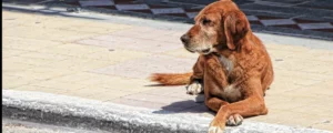 Je hond is geen robot (over nuances en zwart-wit denken)