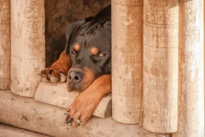 Mijn hond waakt niet: is dit normaal?
